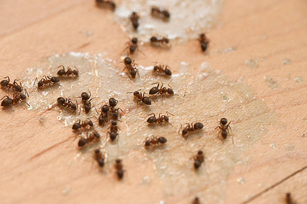 Best Pest Control Treatment  in Springfield, OR