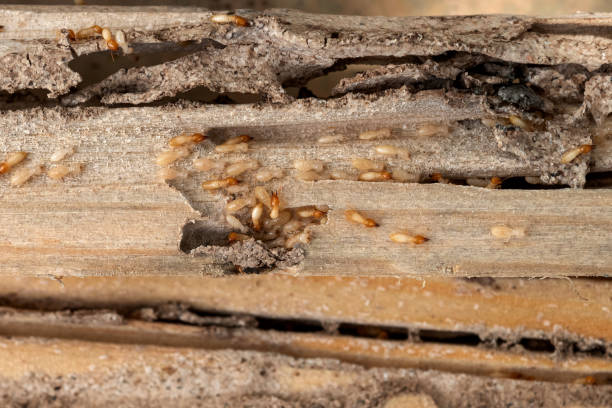 Best Ant Control Services  in Springfield, OR