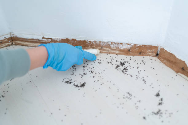 Best Best Pest Control Companies  in Springfield, OR
